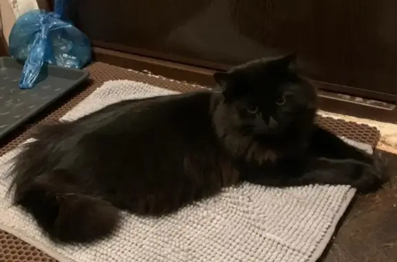 Пропала черная кошка, ул. Советская, 5