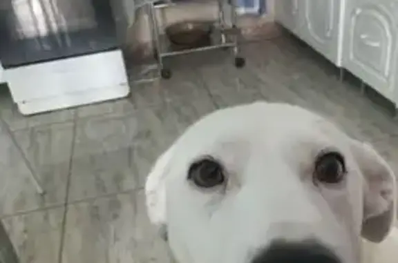 Пропала собака, Большое Поле, Ленобласть