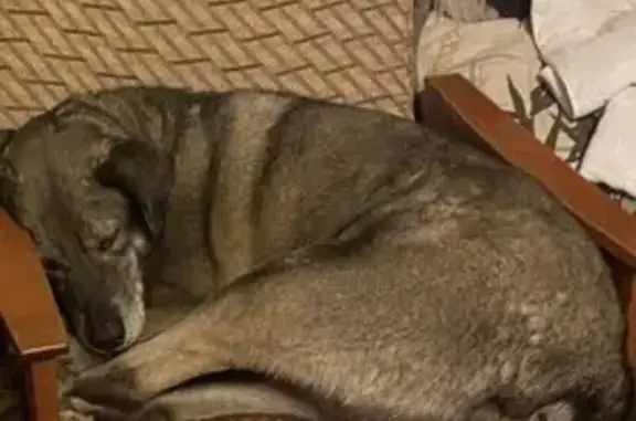 Пропала собака, Н. Новгород, обл.