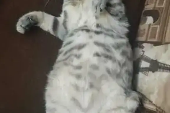 Поиск домашних животных, фото: Пропала кошка Маша, Знаменское, МО