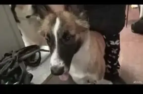 Пропала рыжая собака, ул. Избирателей 40