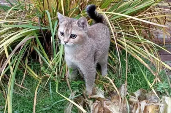 Пропала кошка, ул. Осипенко, 2, Малаховка