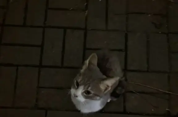 Найдена кошка, Ростов-на-Дону, фото: Кошка найдена: ул. Петрашевского, 1