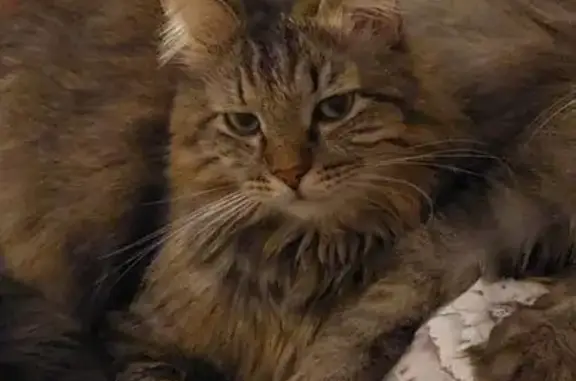 Кошки потеряшки, Аксаково, фото: Потеряшка кошка, Аксаково, Дачная ул. 33 с6