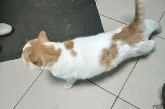 Кошка найдена на ул. Балакирева, 5, Ставрополь