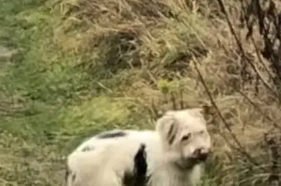 Пропали собаки, ул. Маяковского, 5