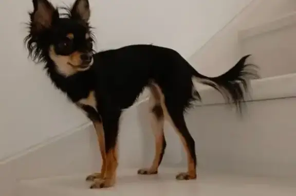 Собаки потеряшки, Екатеринбург, фото: Потеряшка собака, ул. Ильича, Екатеринбург