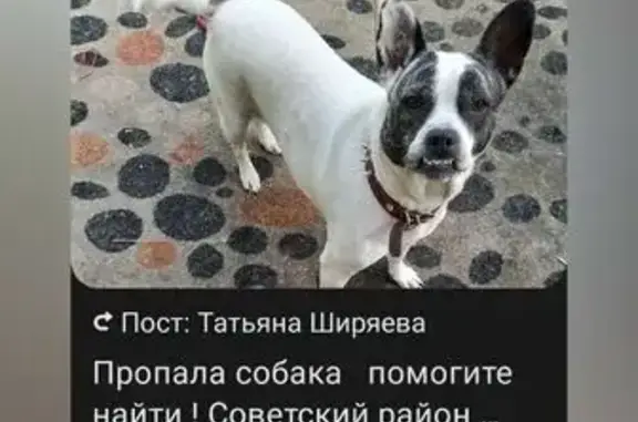 Пропала собака, Омская ул. 41, Челябинск