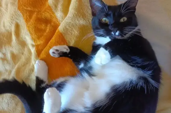 Кошки потеряшки, Выборг, фото: Потеряшка кошка, Хельсинское ш., 4, Выборг