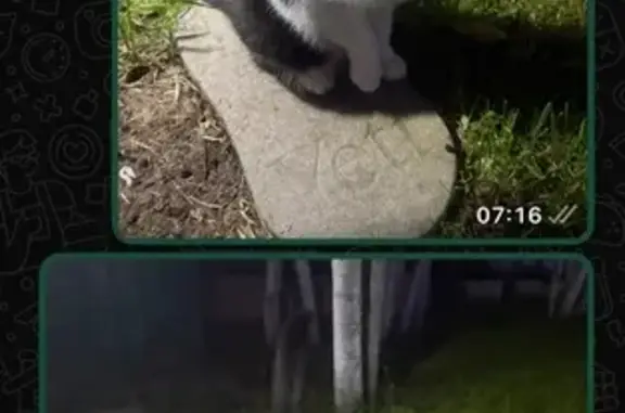 Кошки потеряшки, Курган, фото: Потеряшка кошка, Курган, Курганская обл.