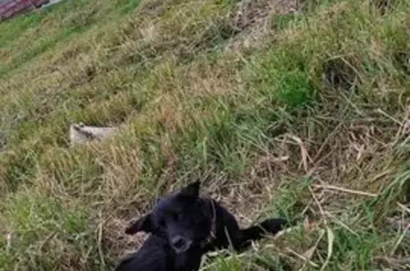 Найдена собака, Ставрополь, фото: Собака найдена на ул. Серова, 478/4