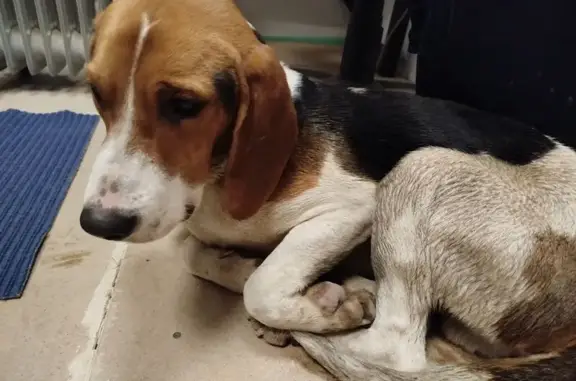 Найдена собака, Арамиль, фото: Найдена собака, ул. Горького, 12, Арамиль