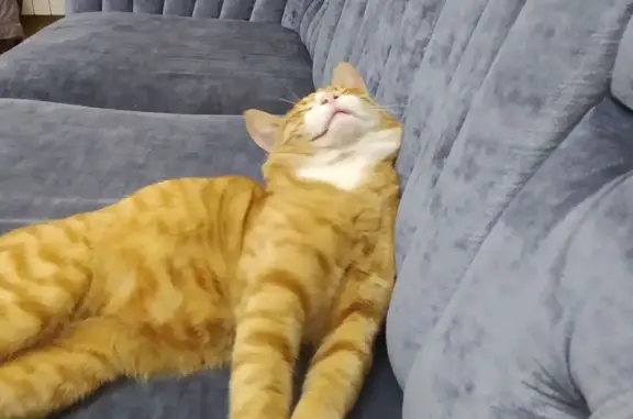 Пропала кошка, ул. Мирзоева 121, Махачкала