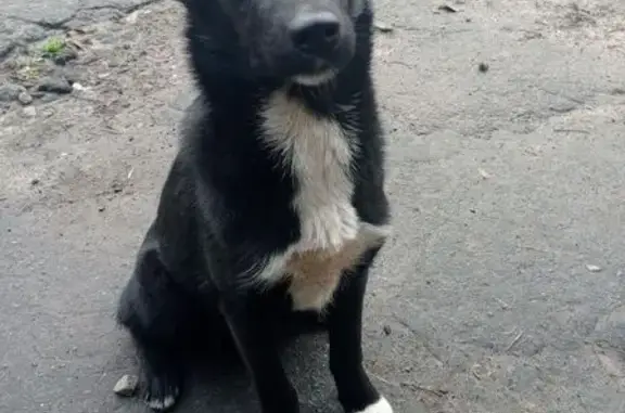 Пропала собака, Горная ул., Борисоглебск