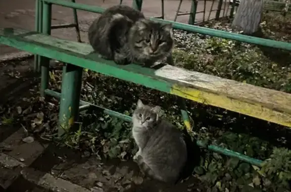 Найдена кошка, Самара, фото: Кошка найдена на Советской Армии, 158