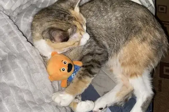 Пропала кошка, ул. Достоевского 65, Курган