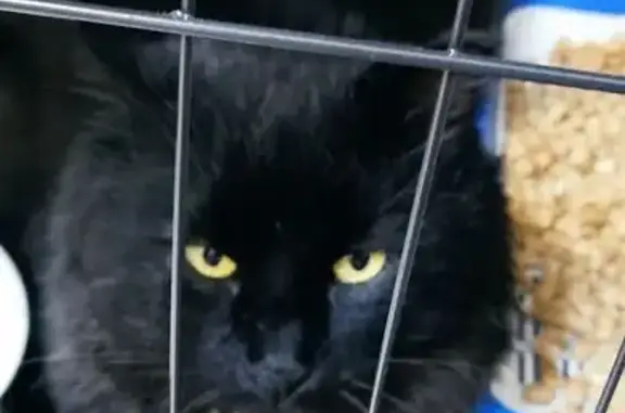 Пропала кошка, ул. Дзержинского 25, Уфа