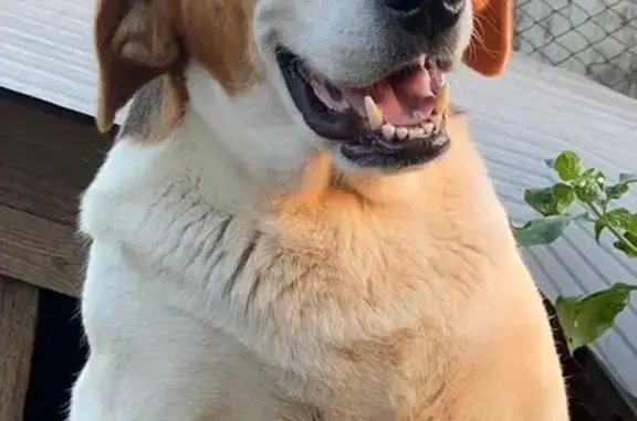 Собаки потеряшки, Варваровка, фото: Потеряшка собака, ул. Солнечная, 13, Варваровка