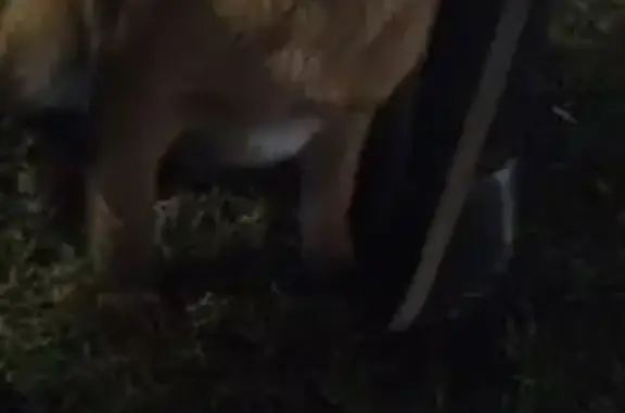 Найдена собака, Нижний Новгород, фото: Щенок найден на ул. Веденяпина, 11Б