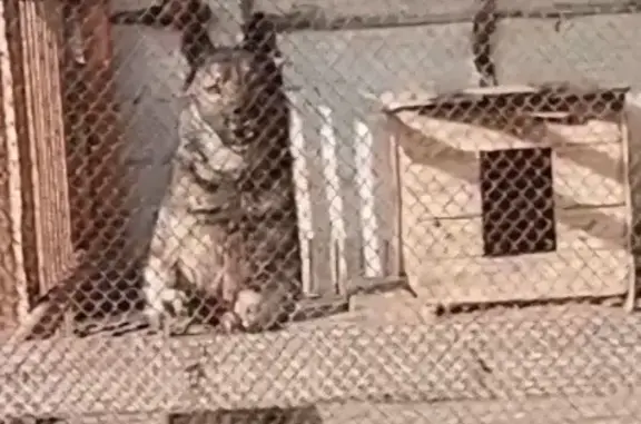 Собаки потеряшки, , фото: Потеряшка собака, Заречная 2, Лысая Гора