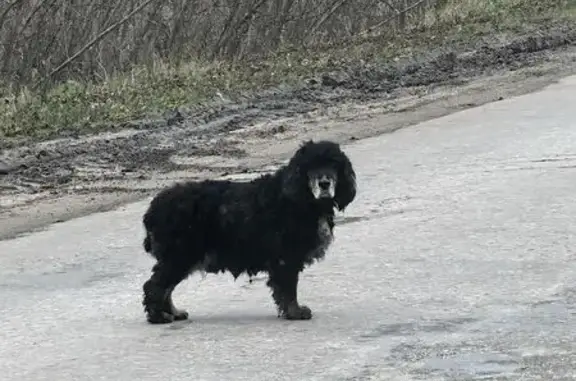 Найдена собака, Тербунский сельсовет, фото: Собака найдена у деревни Васильевка