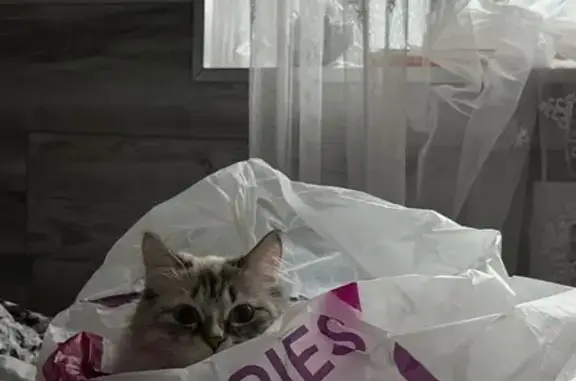 Пропала кошка, Ангарская ул. 40, Екатеринбург