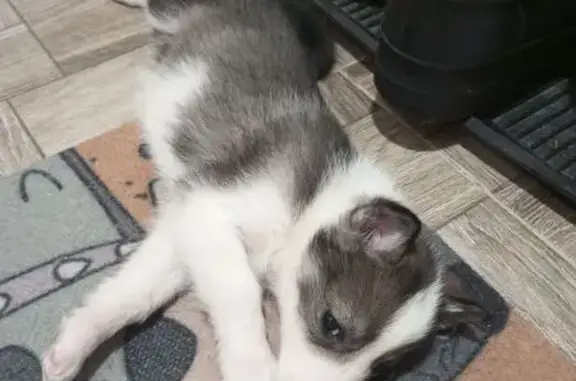 Пропала собака, ул. Металлургов 89, Кольчугино