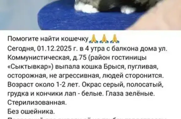 Пропала кошка, Коммунистическая 75, Сыктывкар