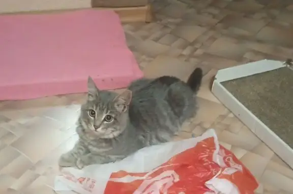 Найдена кошка, Пермь, фото: Котенок найден у 