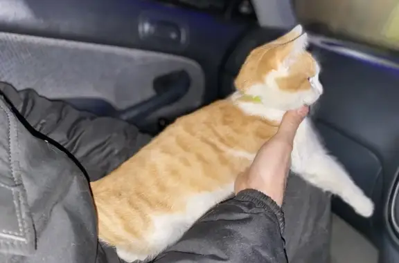 Найдена кошка, Астрахань, фото: Кошка найдена в Пятерочке, Куликова 65В