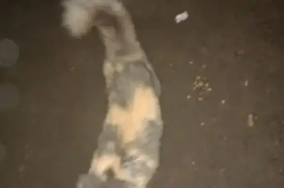 Найдена кошка, , фото: Кошка найдена на Орджоникидзе, 46 к3