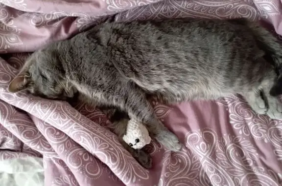 Пропала кошка, Герцена 6, Новосибирск