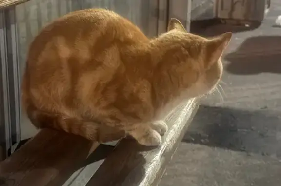 Кошка найдена: Рижский пр., 30, СПб