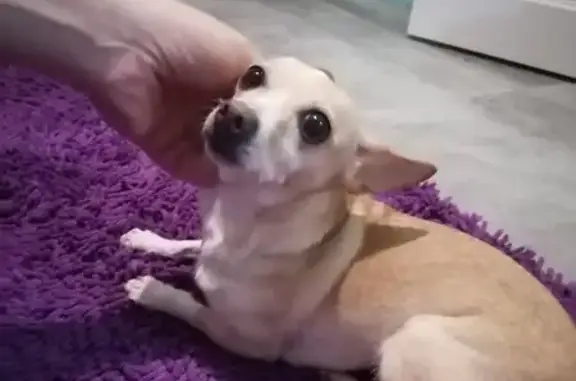 Найдена собака, Барнаул, фото: Собака найдена, ул. Веры Кащеевой, Барнаул