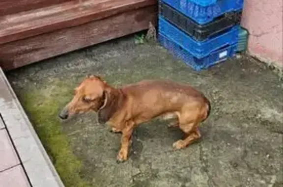 Найдена собака, Пенза, фото: Найдена собака у магазина Домино, Пенза