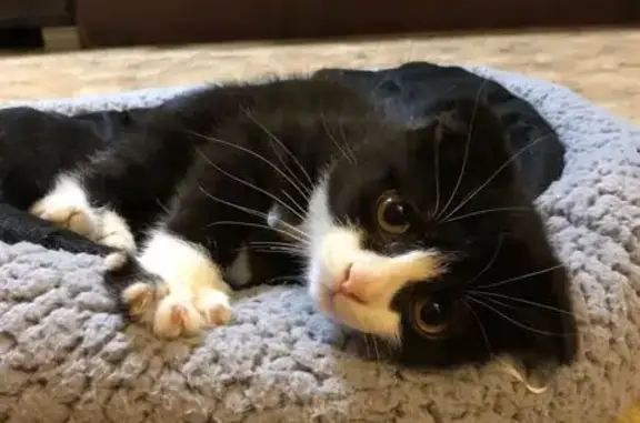 Котёнок найден: Октябрьская ул, 35, Георгиевск