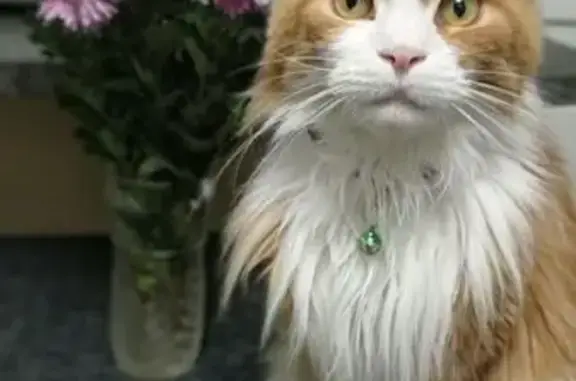 Кошки потеряшки, Ульяновск, фото: Потеряшка кошка, Киевский бульвар, Ульяновск