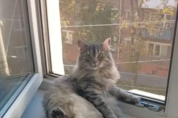 Пропала кошка, ул. Волкова 14, Тула