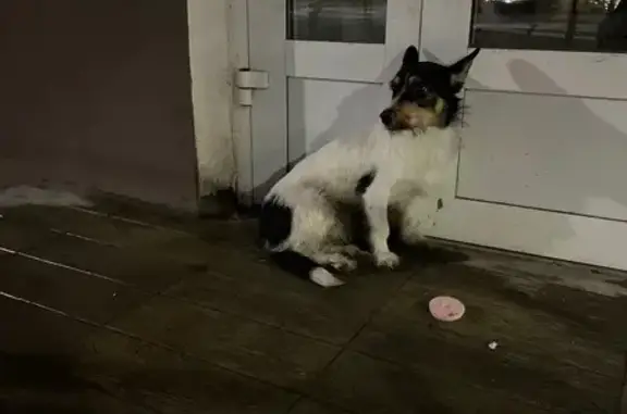 Найдена собака, , фото: Собака найдена: Октябрьский пр. 51, Киров