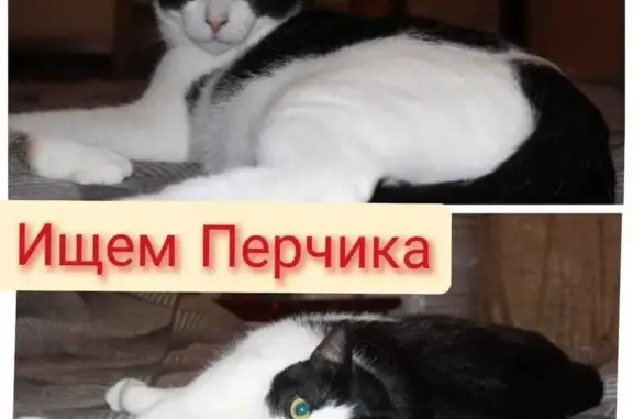 Пропала кошка, Щербакова 11, СПб