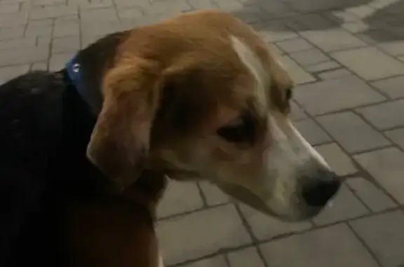 Найдена собака, Волгоград, фото: Собака найдена ул. Рокоссовского, Волгоград