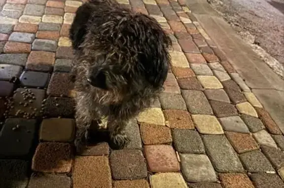 Найдена собака, Ростов-на-Дону, фото: Пудель найден: Зоологическая ул., 16, Ростов