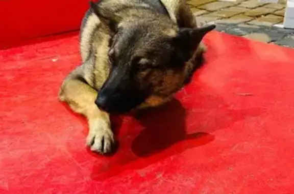 Найдена собака, Москва, фото: Собака найдена у ларька на Красной площади