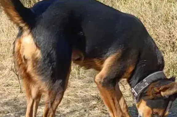 Собаки потеряшки, Новогусельский, фото: Потеряшка собака на Центральной в Новогусельском