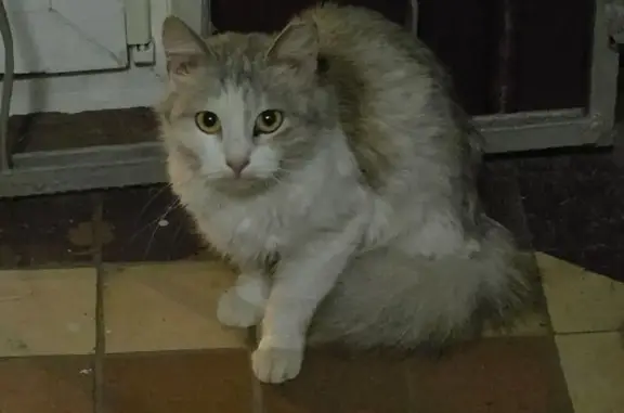 Найдена кошка, Москва, фото: Кошка найдена: Одесская ул, 23 к3, Москва