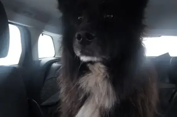 Найдена собака, Подольск, фото: Найдена собака, Подольск, Симферопольская ул.