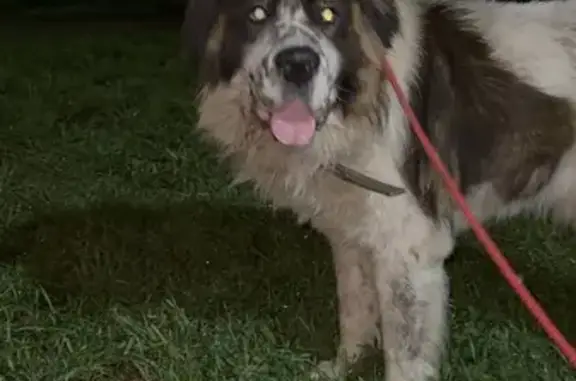 Пропала собака в Юматово, ул. Контактная