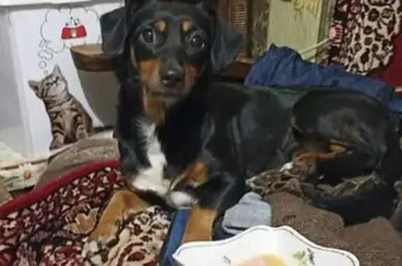 Найдена собака, Тульская область, фото: Найдена собака в г.о. Донской, Тульская обл.