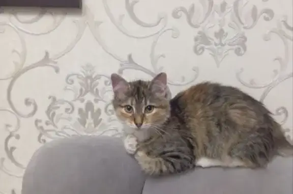 Пропала кошка, ул. 1-го Мая, 23, Починки