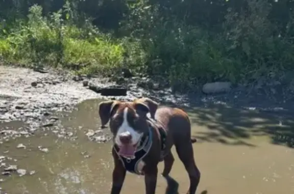 Пропала собака в Мичуринске, Тамбовская обл.